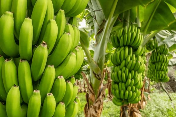 a picture of a banana farm project