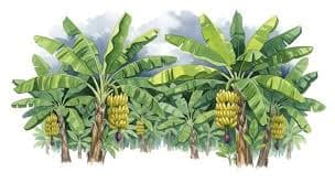 an image of bananas drawn using pencil art