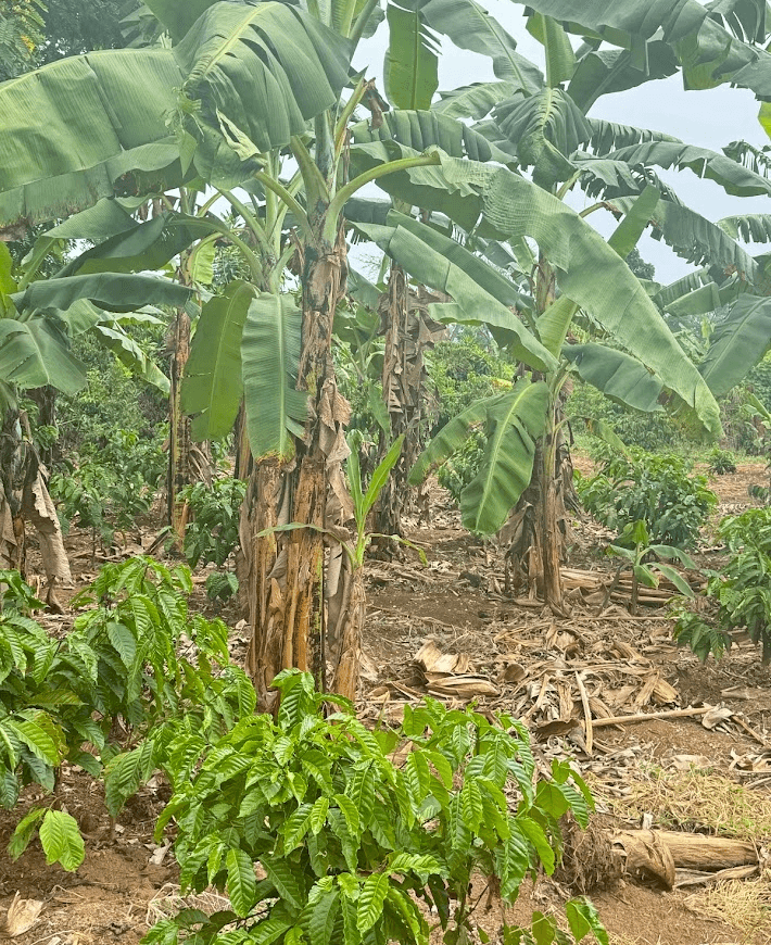 image of a banana-coffee intercropped garden