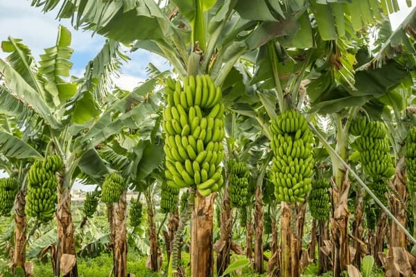 picture of bananas farm project