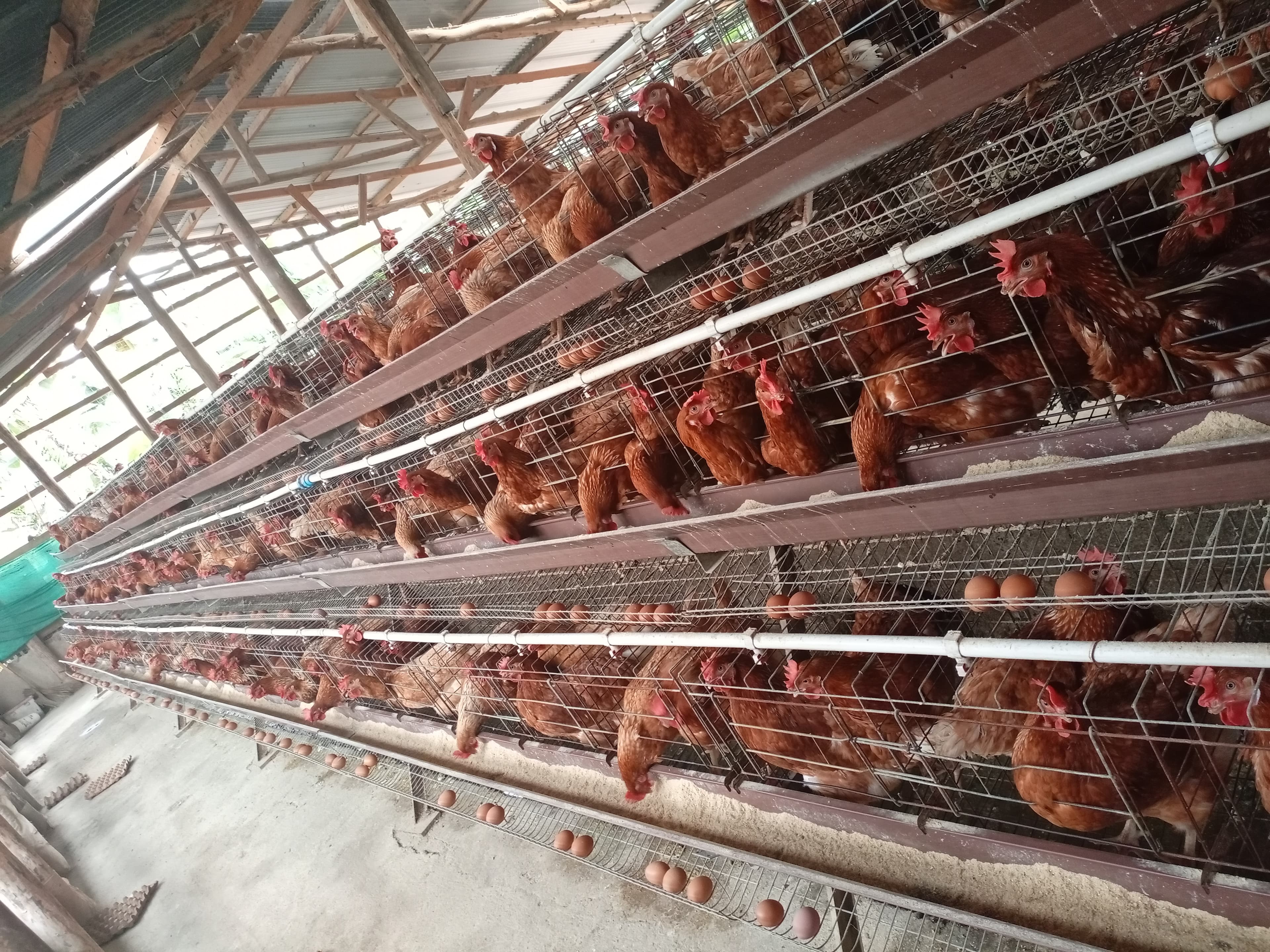 Image of a poultry house showing battery cages with cloean eggs ready for collection