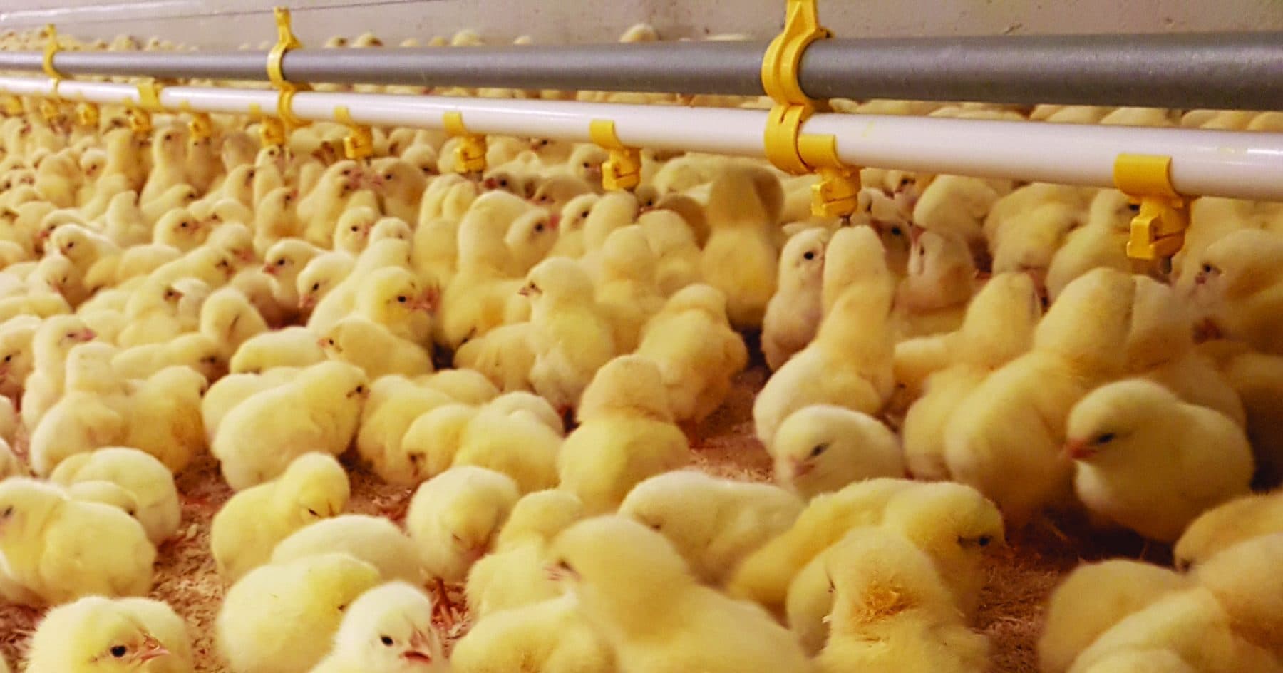 image showing poultry day old chicks in a brooder