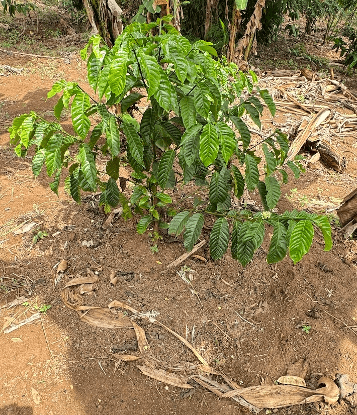 Image of a young coffee plant surrounded by poultry manure 