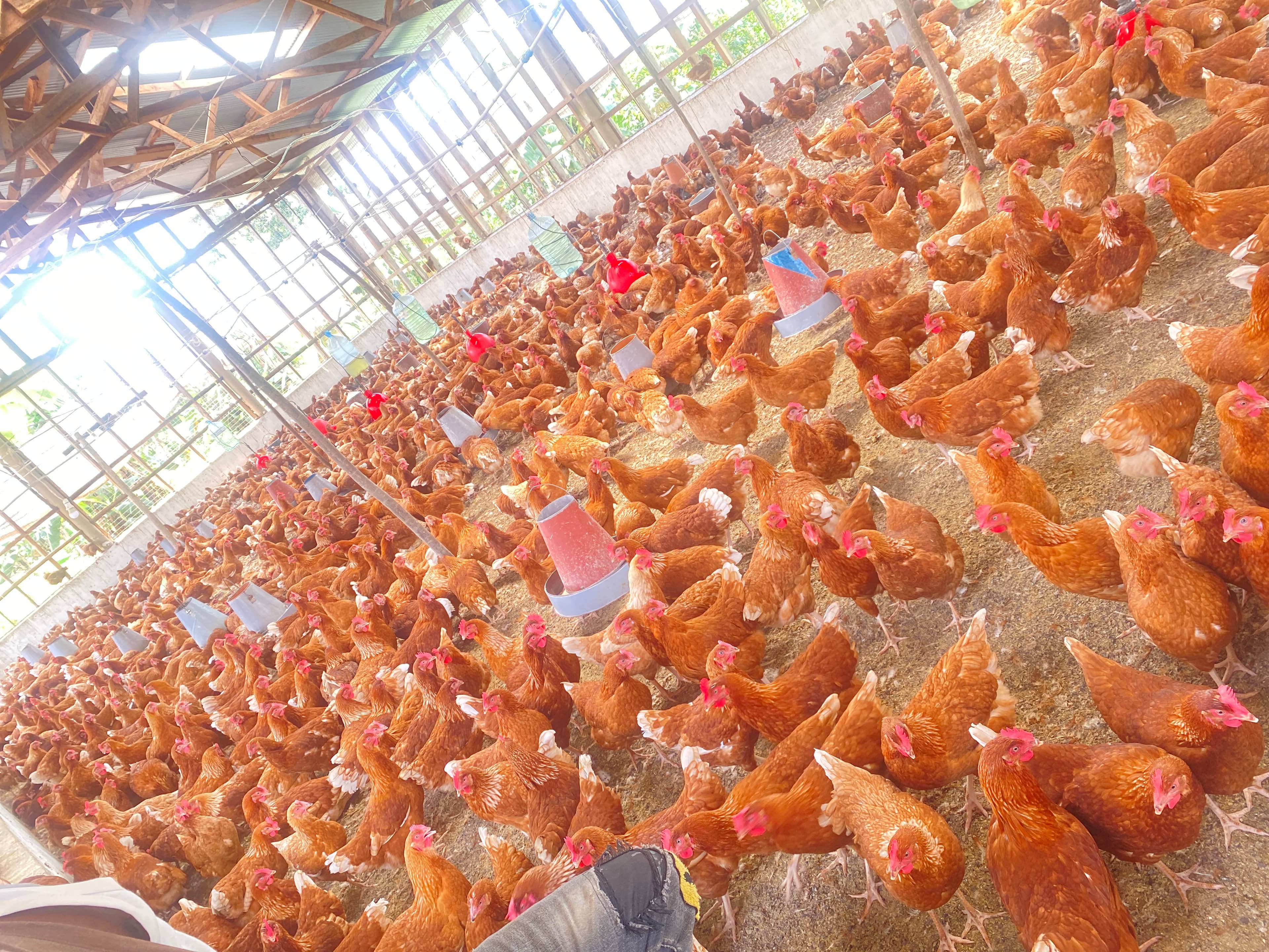 picture of battery poultry house