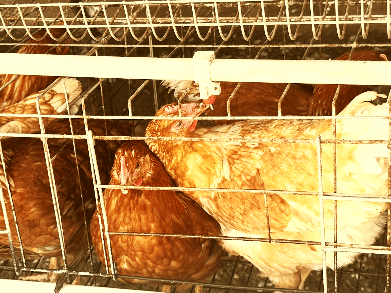 images of the project