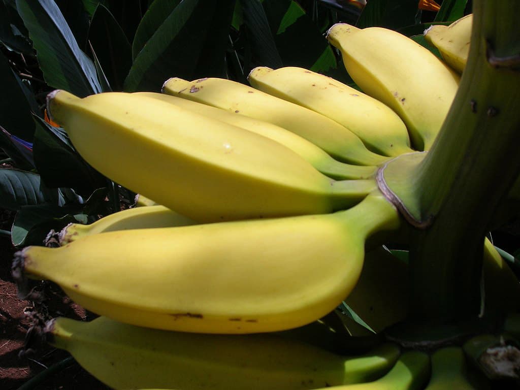 image showing results section