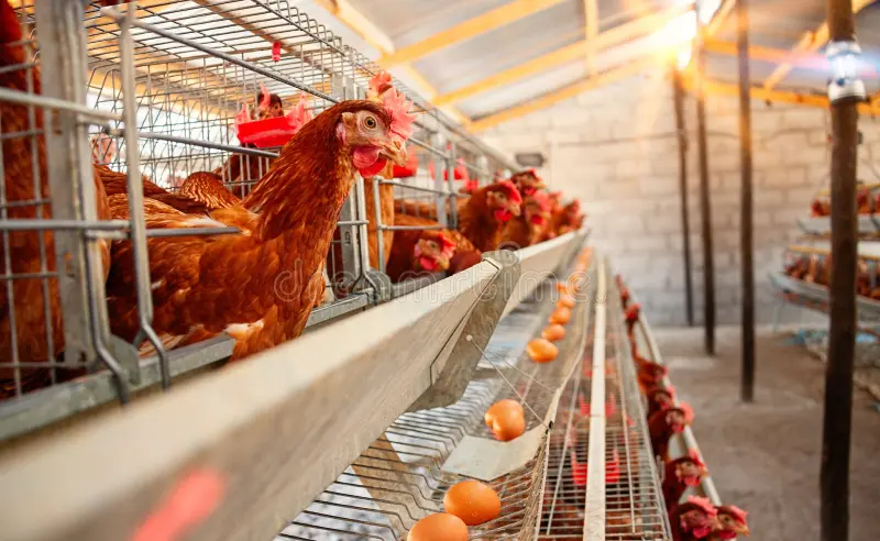 Image of  modern battery cage poultry house