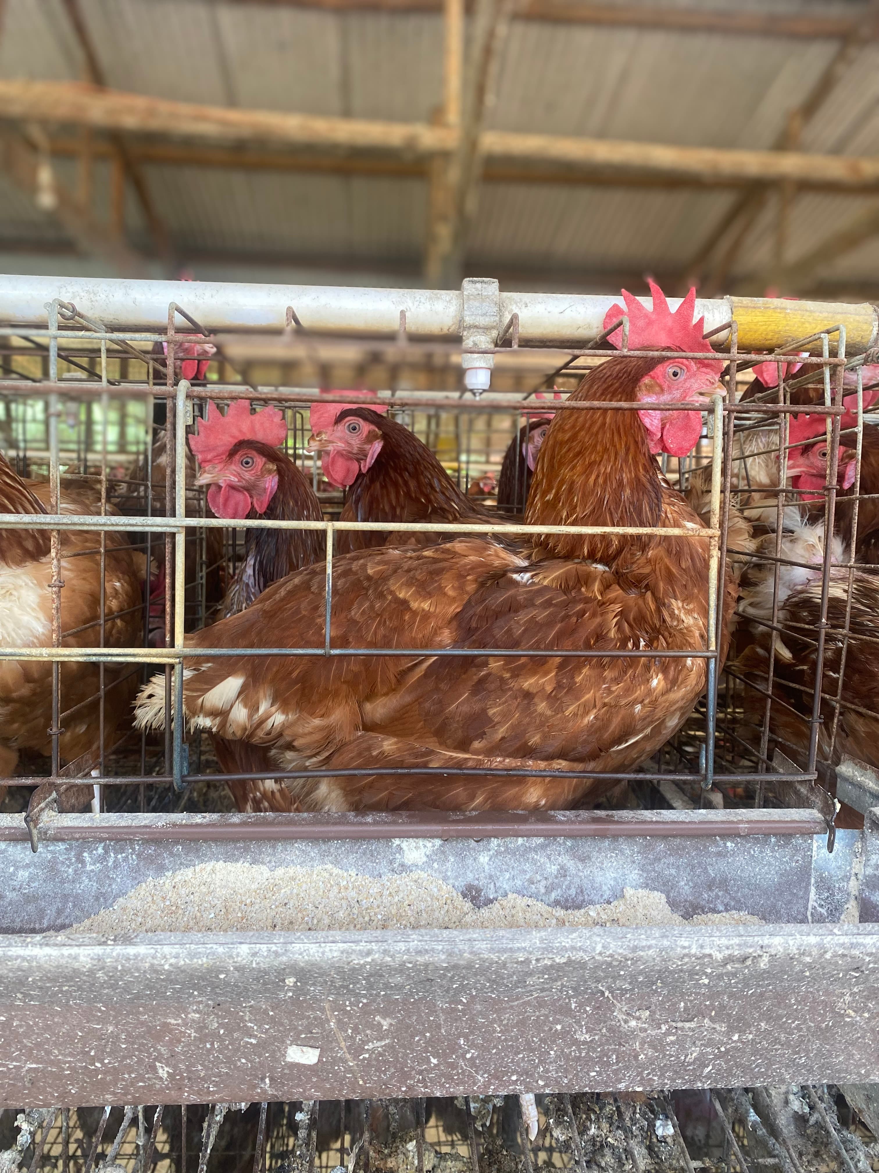 battery cage poultry farming picture