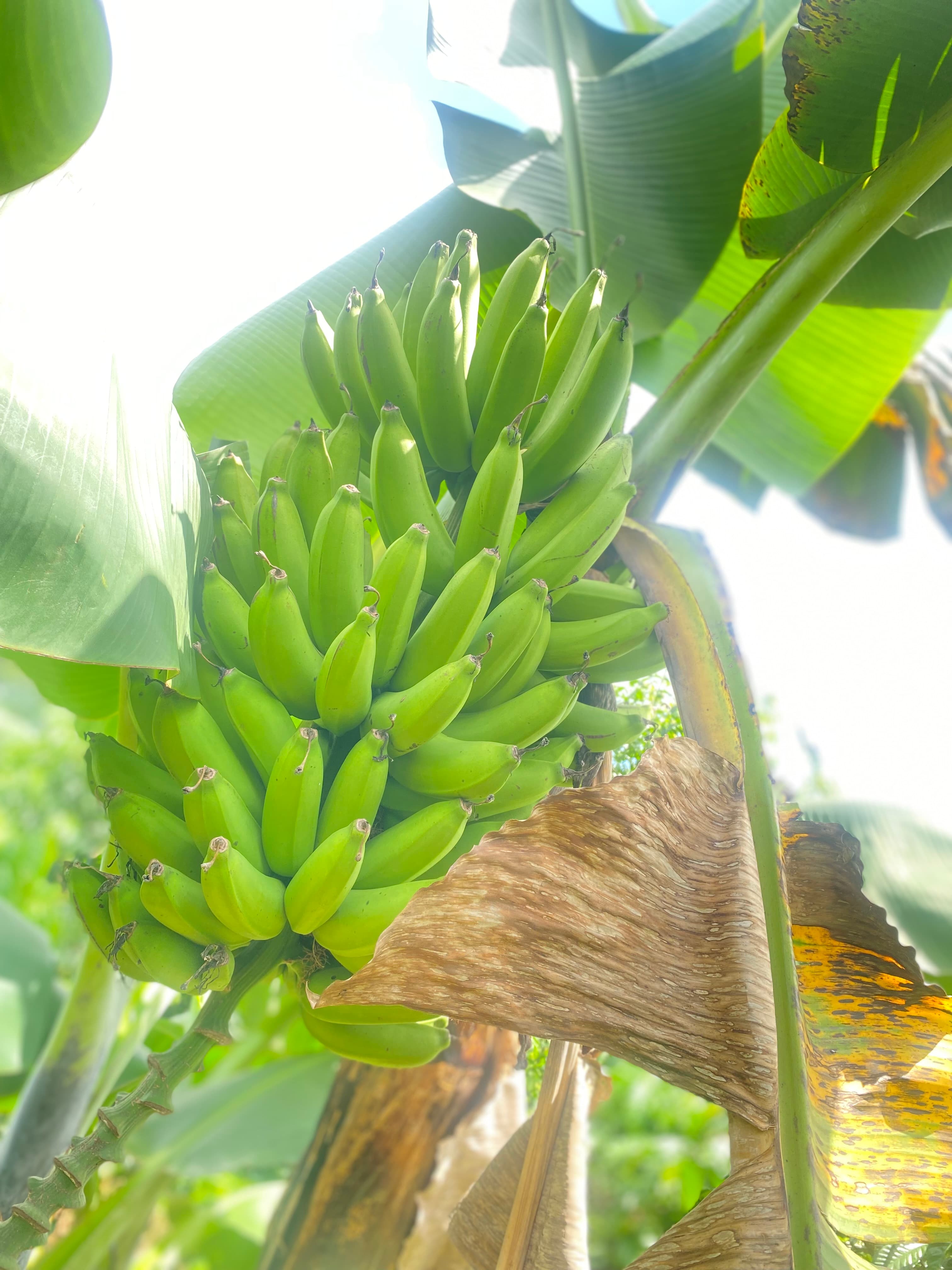 Image of banana plantation